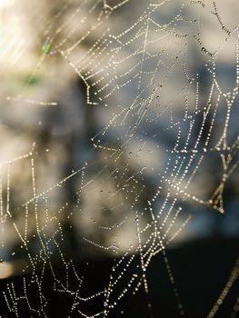 Spider Web Covered with Sparkling Dew Drops