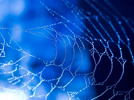 Spider Web Covered with Sparkling Dew Drops