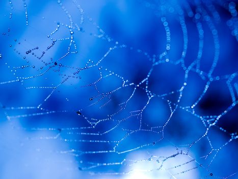 Spider Web Covered with Sparkling Dew Drops