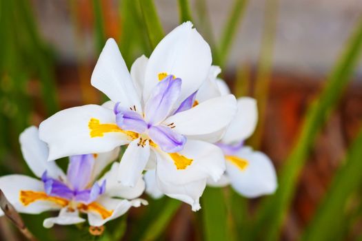 White Iris Flower outdoors isolated on ground