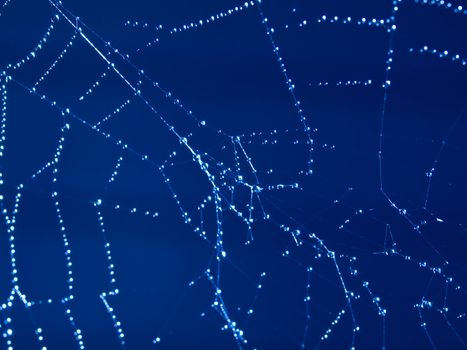 Spider Web Covered with Sparkling Dew Drops