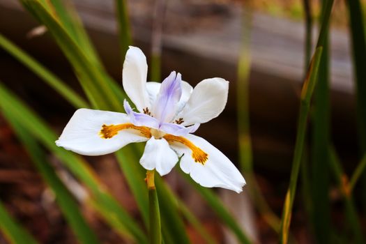 White Iris Flower outdoors isolated on ground
