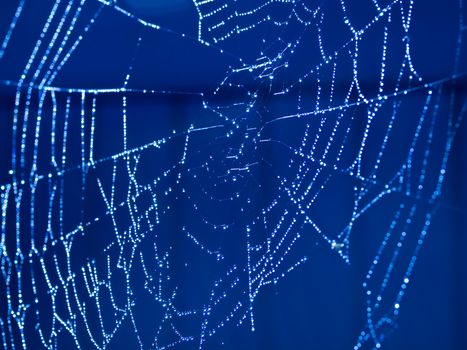 Spider Web Covered with Sparkling Dew Drops