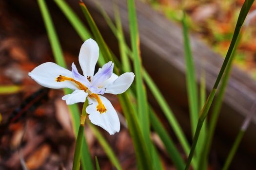 White Iris Flower outdoors isolated on ground