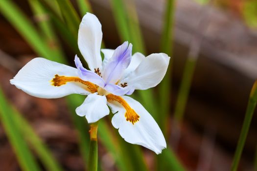 White Iris Flower outdoors isolated on ground