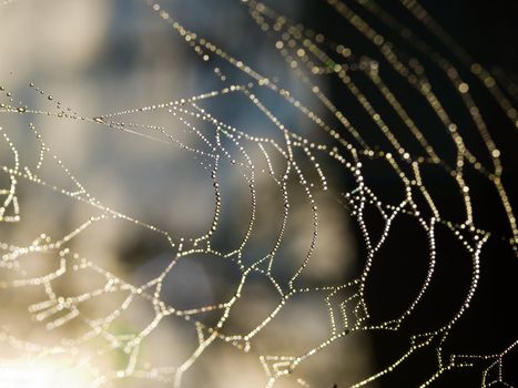 Spider Web Covered with Sparkling Dew Drops