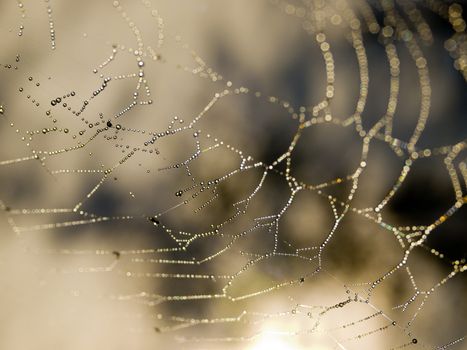 Spider Web Covered with Sparkling Dew Drops