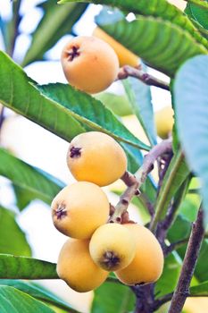 Close up of Loquat on the three