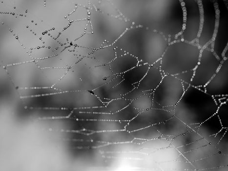 Spider Web Covered with Sparkling Dew Drops