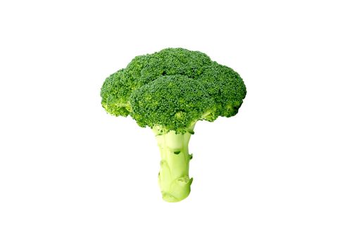 Broccoli on White Background for you web