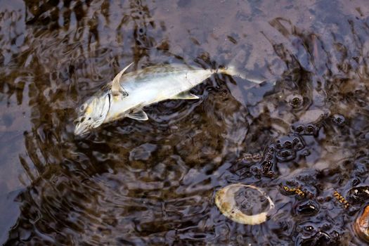 Close up picture of a dead fish in the water