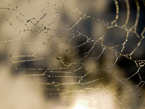 Spider Web Covered with Sparkling Dew Drops