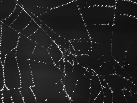 Spider Web Covered with Sparkling Dew Drops