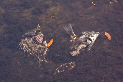 Close up picture of a dead fish in the water