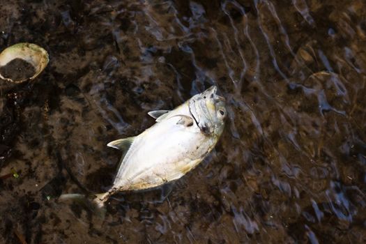 Close up picture of a dead fish in the water