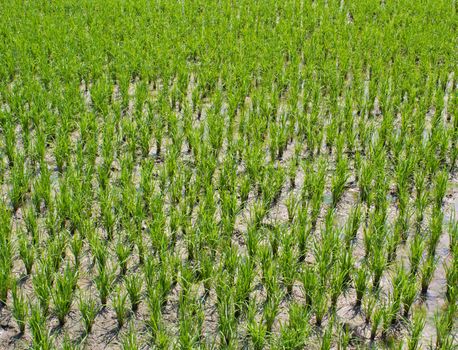 rice field. The transplanting rice farming.