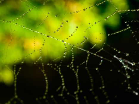 Spider Web Covered with Sparkling Dew Drops