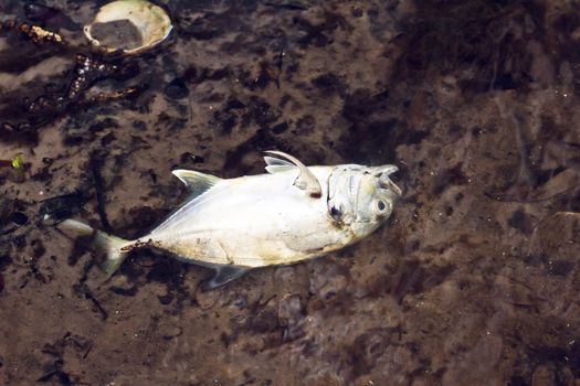 Close up picture of a dead fish in the water