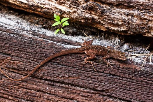 close up picture of a lizard on the wood
