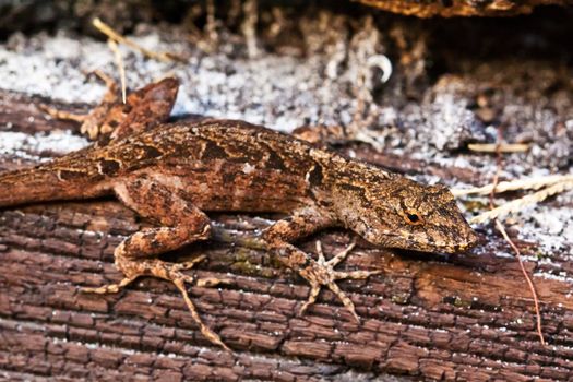 close up picture of a lizard on the wood