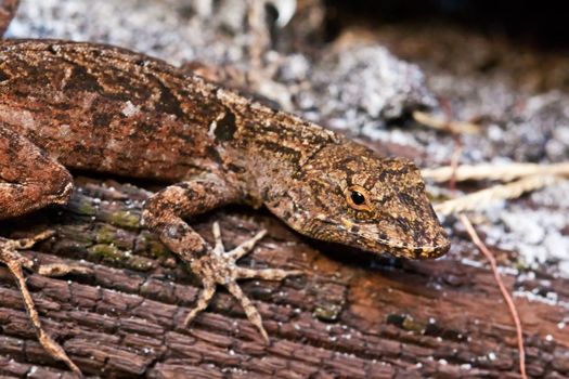 close up picture of a lizard on the wood