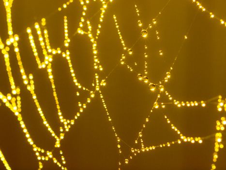 Goldtone Spider Web Abstract with Sparkling Dew Drops Selective Focus