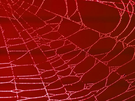 Redtoned Spider Web Covered with Sparkling Dew Drops