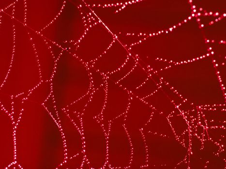 Redtoned Spider Web Covered with Sparkling Dew Drops