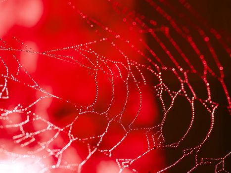 Redtoned Spider Web Covered with Sparkling Dew Drops