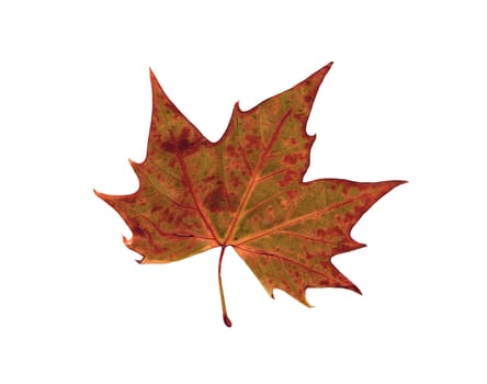 autumn dry leaf of red oak tree isolated on white