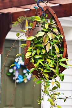 Close up of a green hanging plant