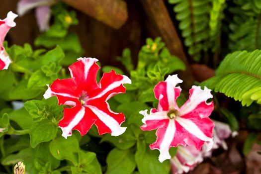 Close up of a red and white star Petunia