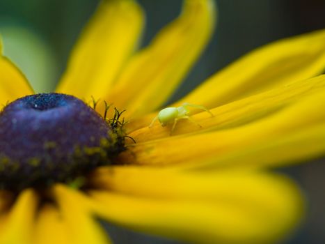 Wild Flowers Growing in a Sunny Garden - Daisy and Spider