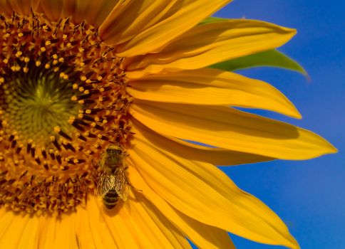 A Honeybee Collecting Pollen from a Yellow Sunflower