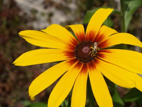 Honeybee on a Sunflower