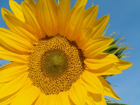 Yellow Sunflower closeup