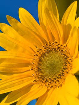 Yellow Sunflower closeup