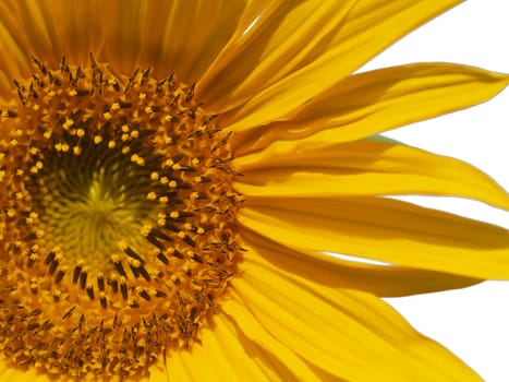 Yellow Sunflower closeup