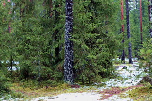 pine forest