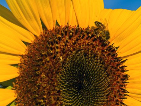 Honeybee Covered in Pollen in a Sunflower