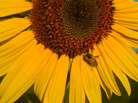 Honeybee Covered in Pollen in a Sunflower