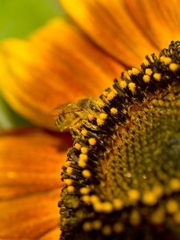 Honeybee Covered in Pollen in a Sunflower