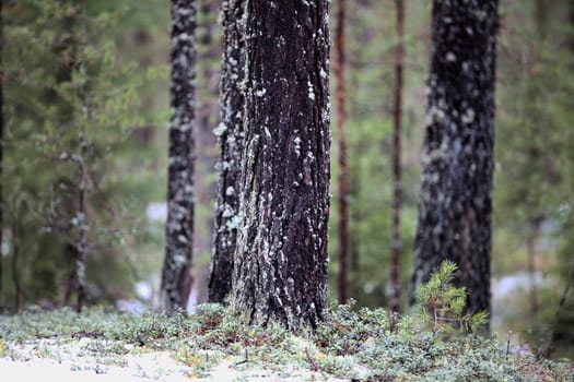 tree covered with moss