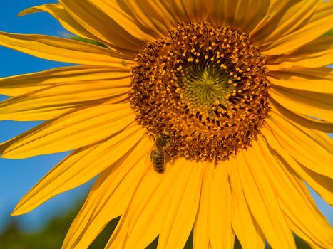 Honeybee Covered in Pollen in a Sunflower