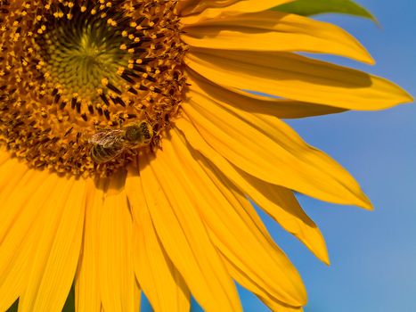 Honeybee Covered in Pollen in a Sunflower