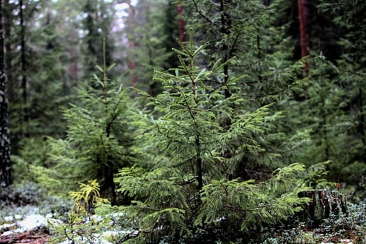 fir-tree