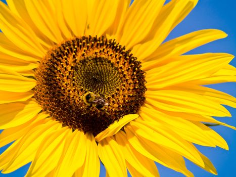 Honeybee Covered in Pollen in a Sunflower