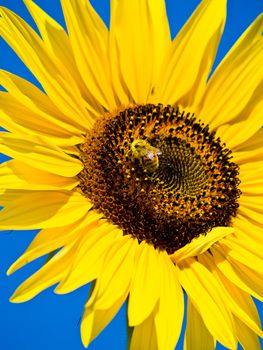 Honeybee Covered in Pollen in a Sunflower