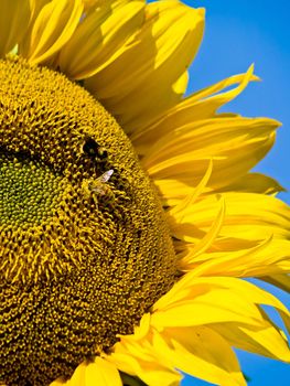 Honeybee Covered in Pollen in a Sunflower