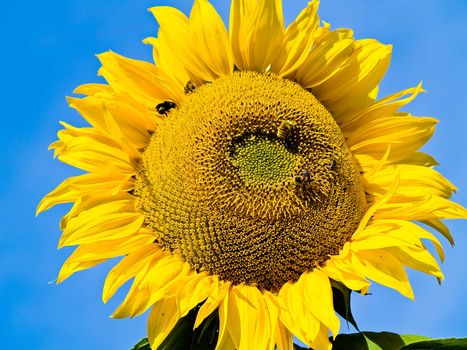 Honeybee Covered in Pollen in a Sunflower